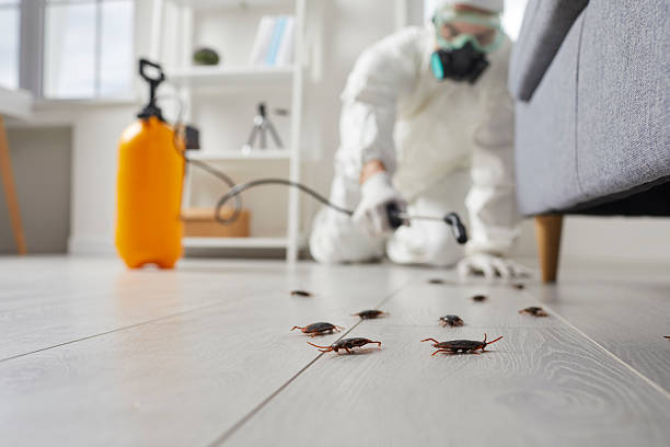 Post-Treatment Bed Bug Interceptor Monitoring in La Marque
